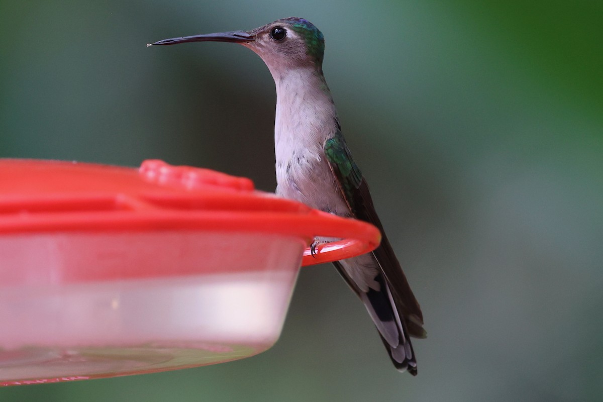 Wedge-tailed Sabrewing - ML652702515