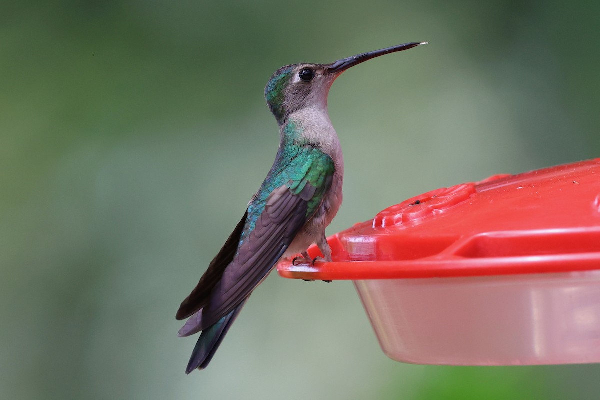 Wedge-tailed Sabrewing - ML652702516