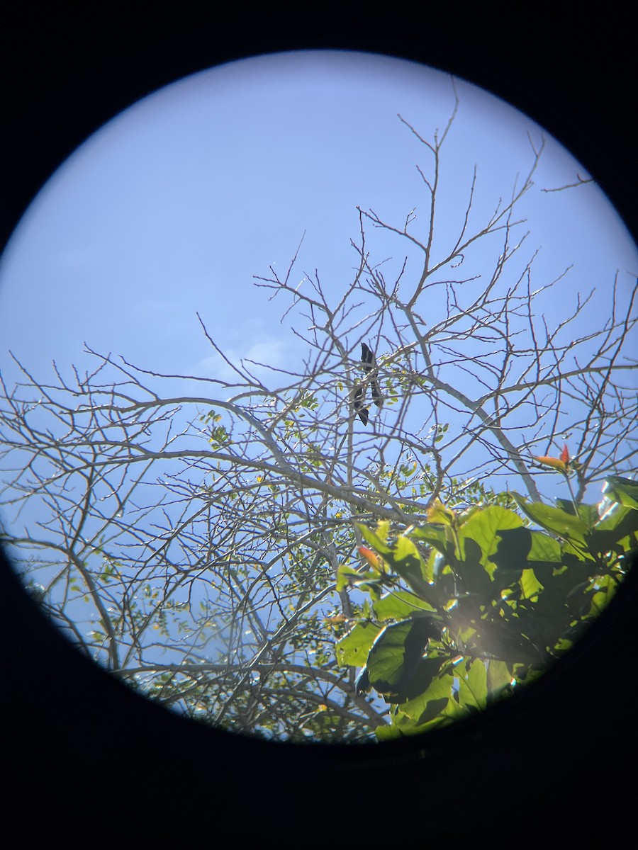 Smooth-billed Ani - ML652702558