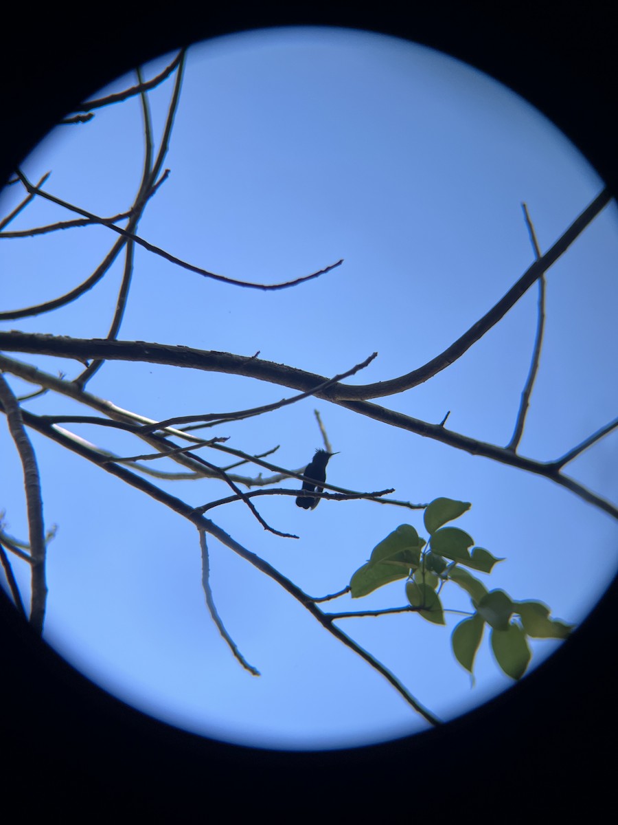 Antillean Crested Hummingbird - ML652702565