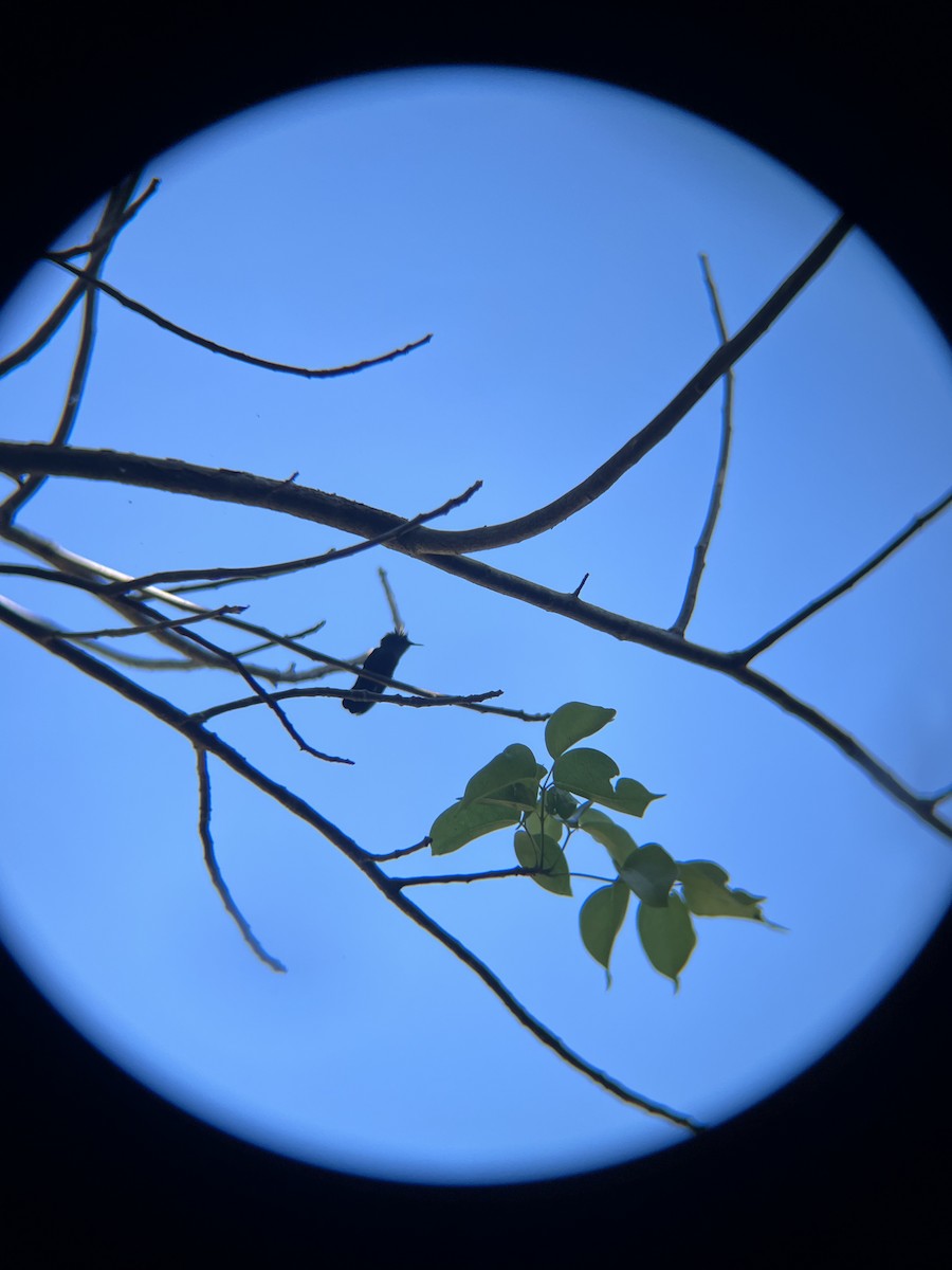 Antillean Crested Hummingbird - ML652702566