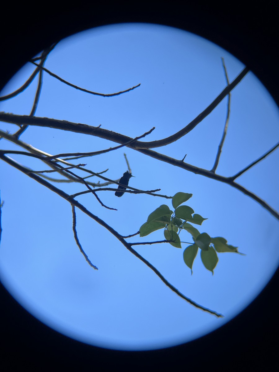 Antillean Crested Hummingbird - ML652702567