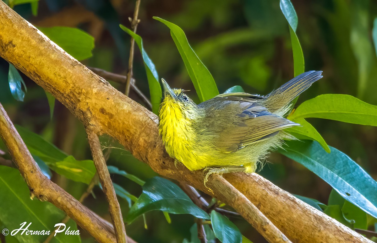 Pin-striped Tit-Babbler - ML652702611