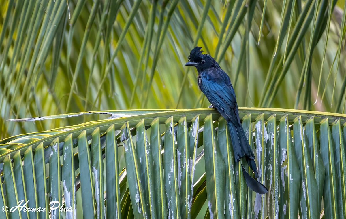 Greater Racket-tailed Drongo - ML652702630