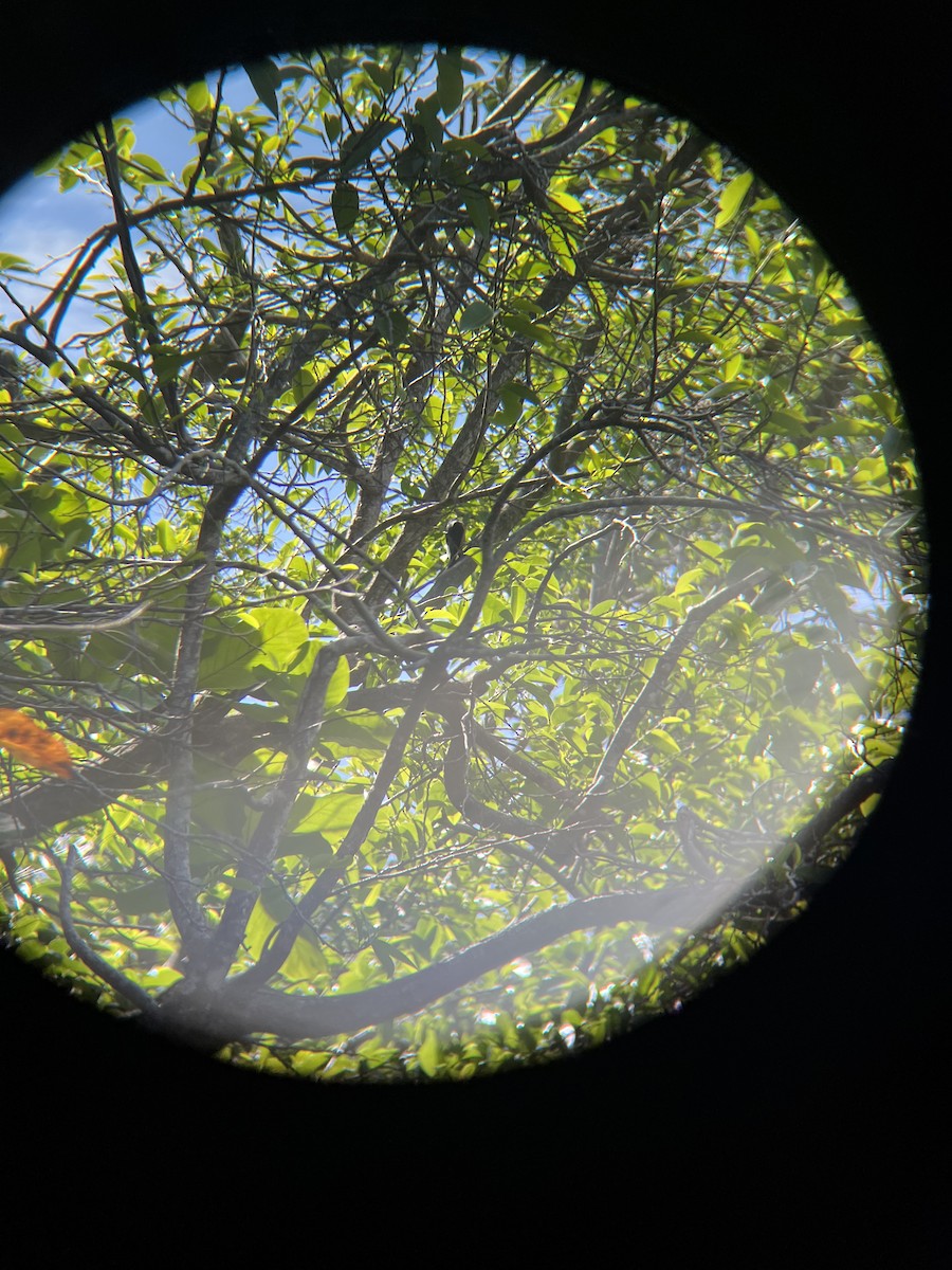 Puerto Rican Woodpecker - ML652702636