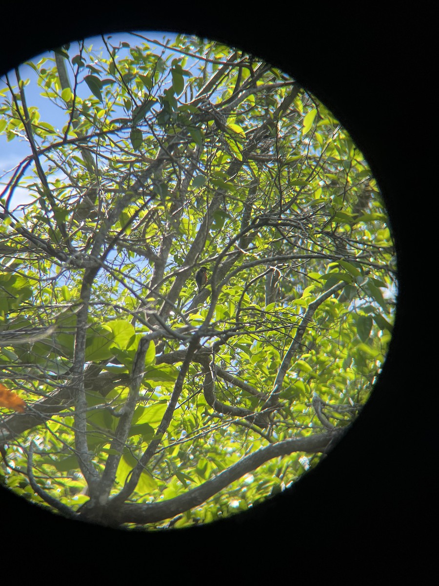 Puerto Rican Woodpecker - ML652702637