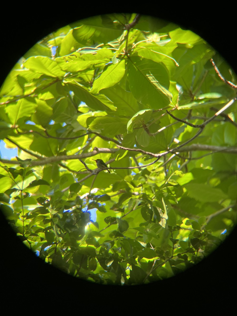 Puerto Rican Tody - ML652702661