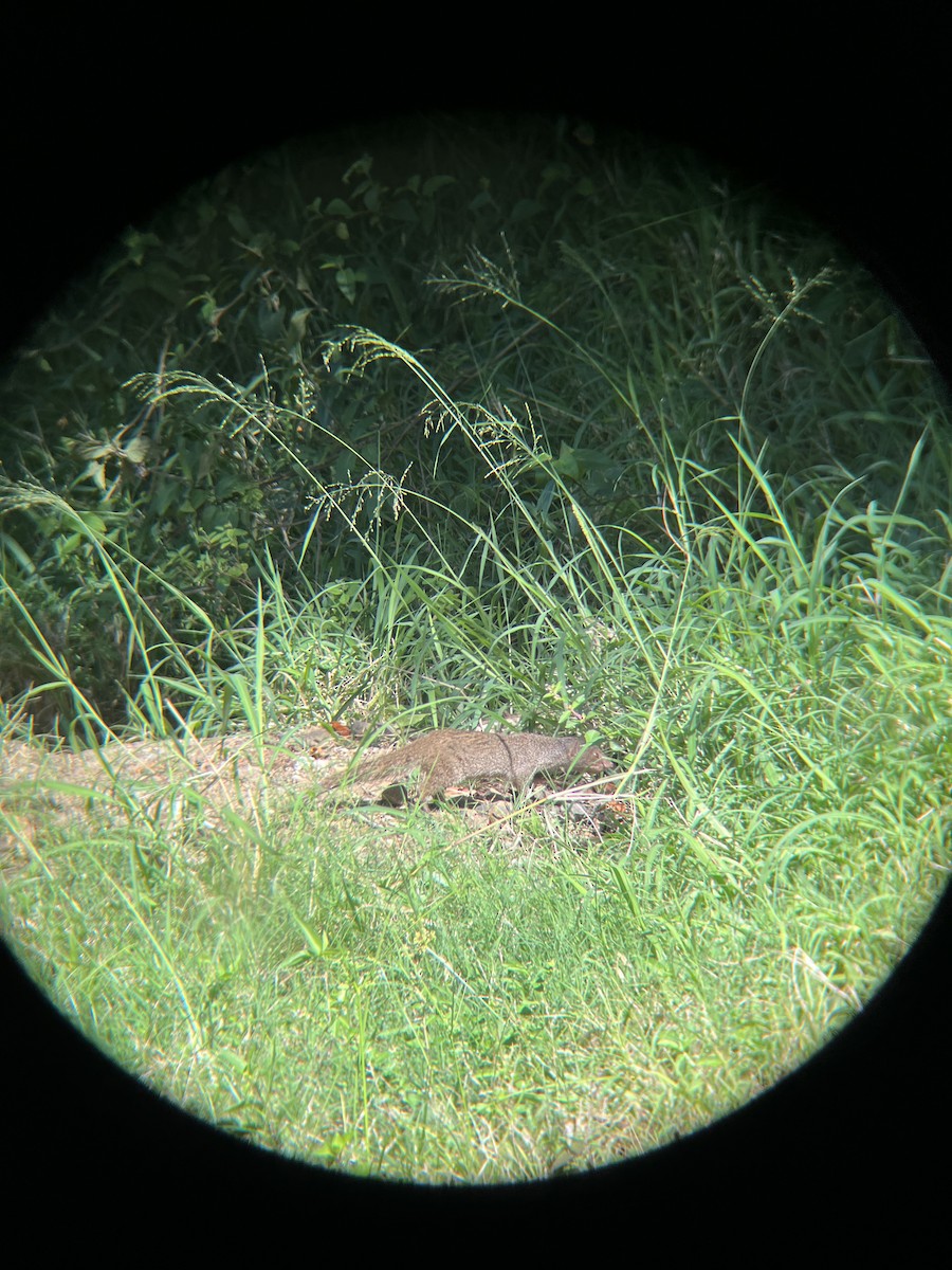 Small Indian Mongoose - ML652702689