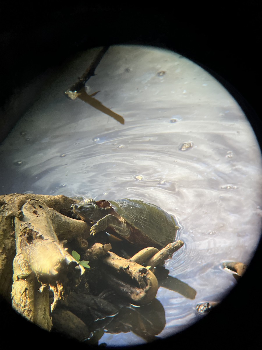 Central Antillean slider - ML652702714