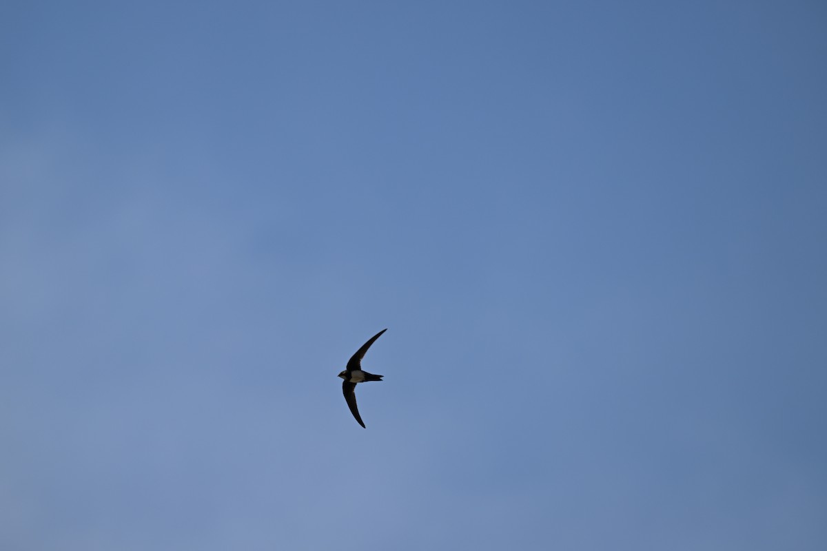 シロハラアマツバメ - ML652702841