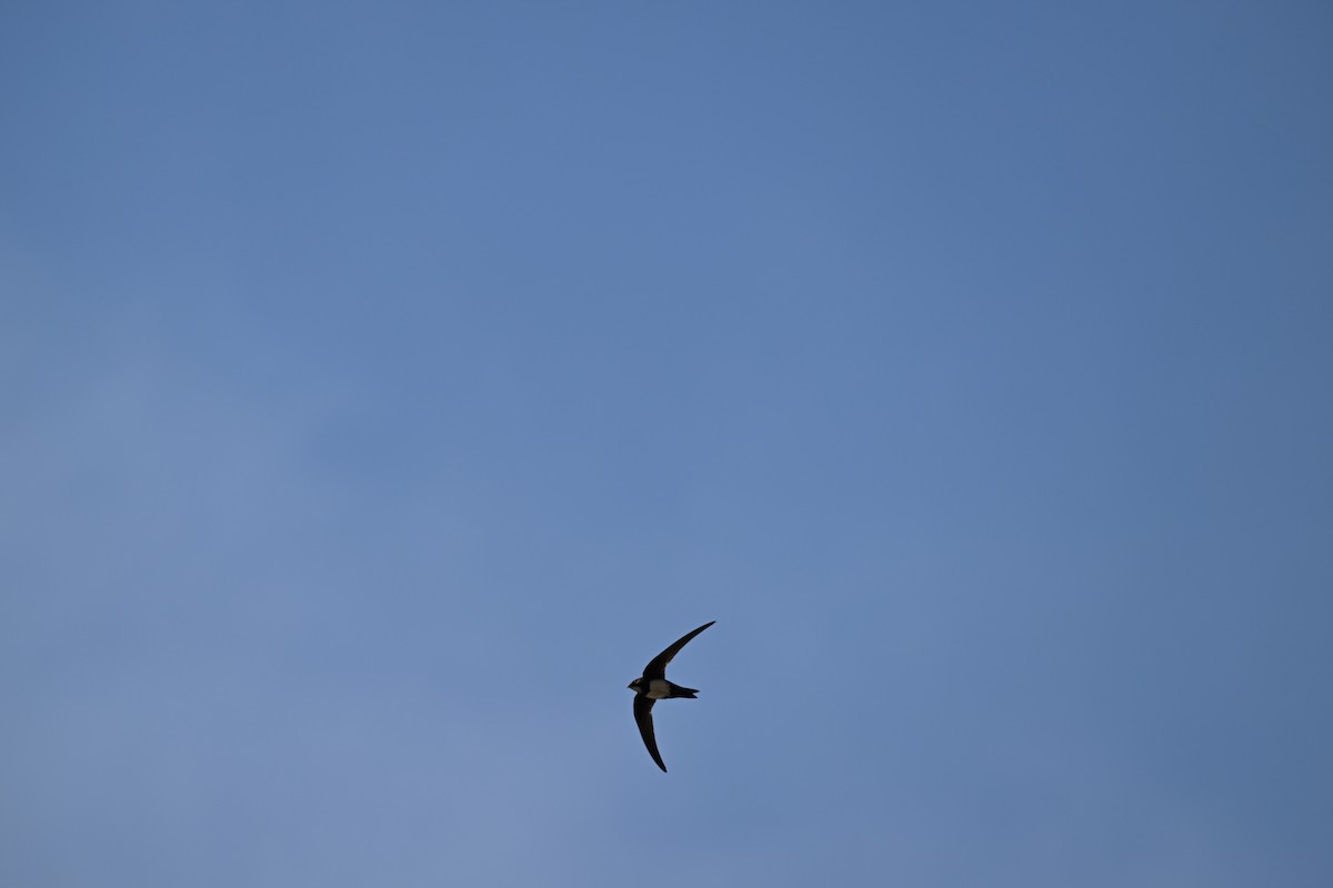 Alpine Swift - ML652702842