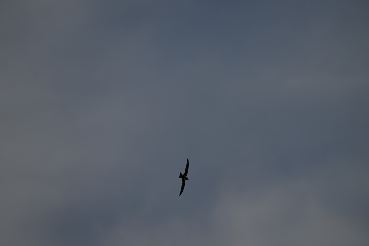 Alpine Swift - ML652702843