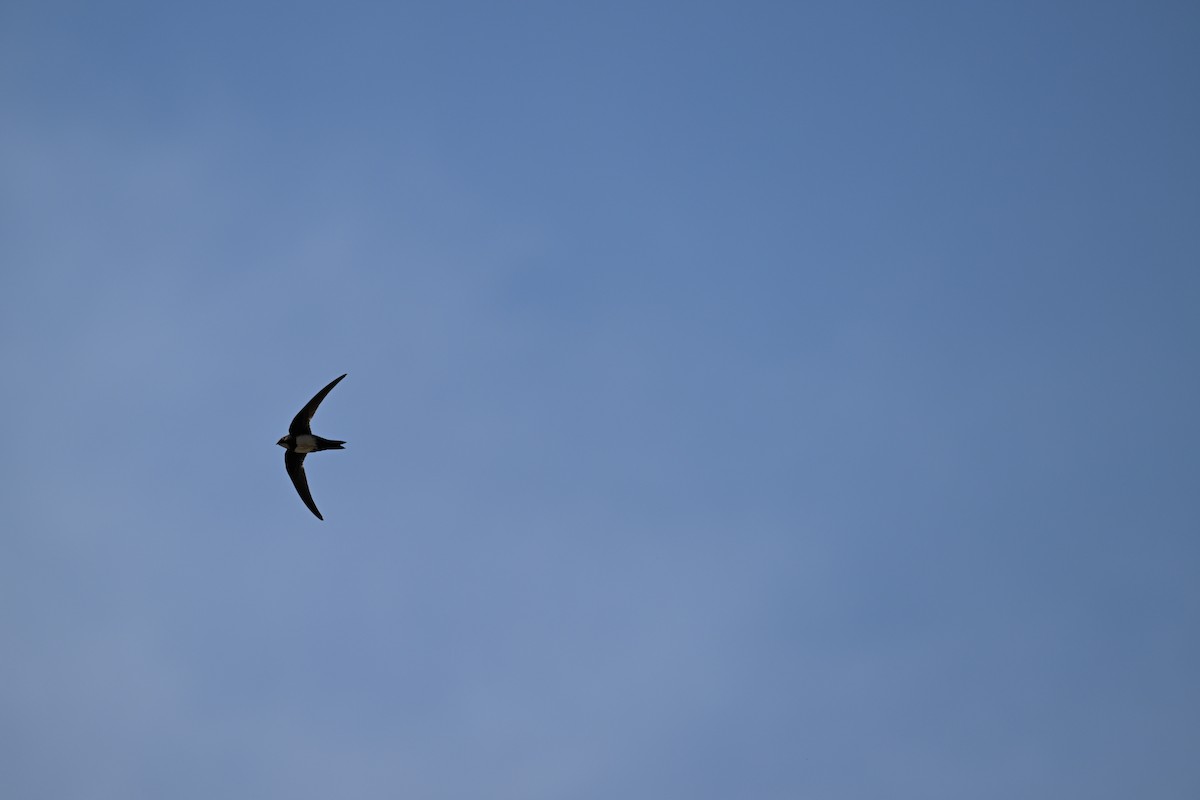 Alpine Swift - ML652702844