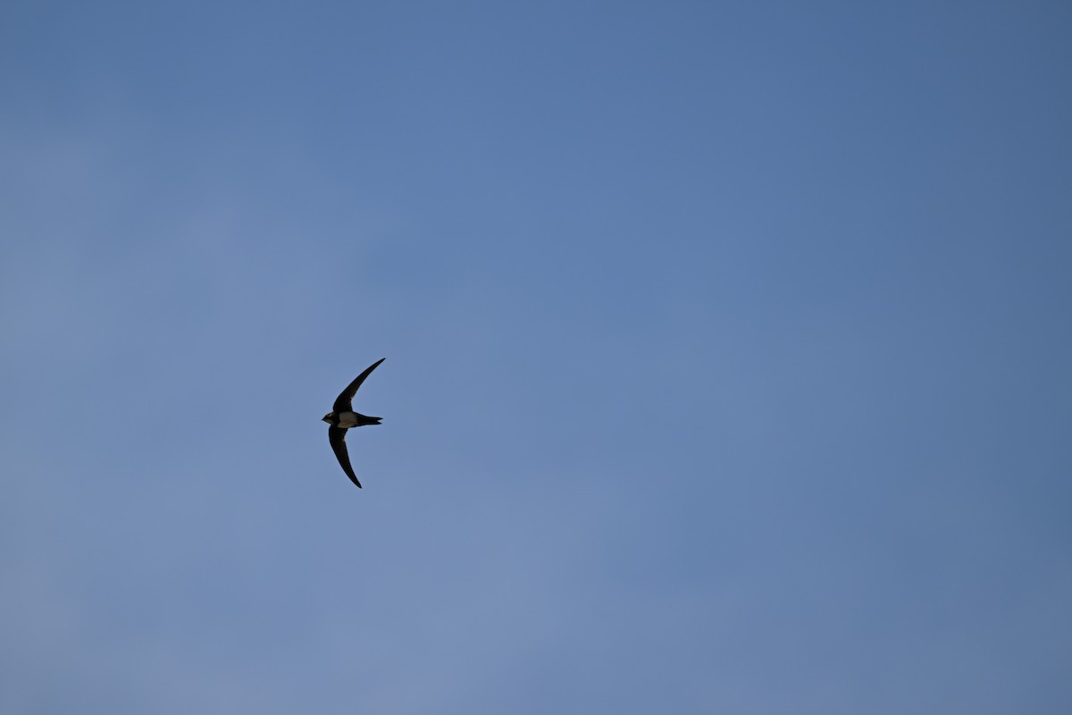 シロハラアマツバメ - ML652702845