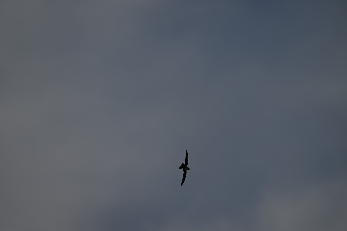 Alpine Swift - ML652702846