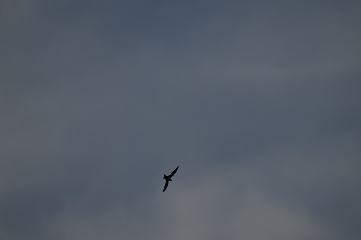 シロハラアマツバメ - ML652702847