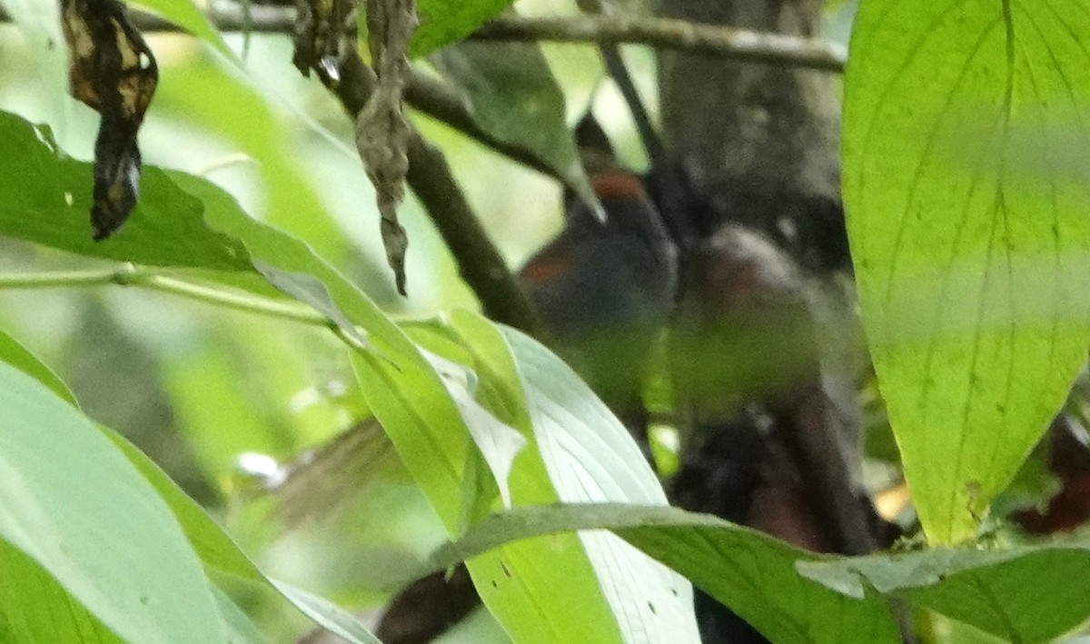 Synallaxe ardoisé - ML652703016