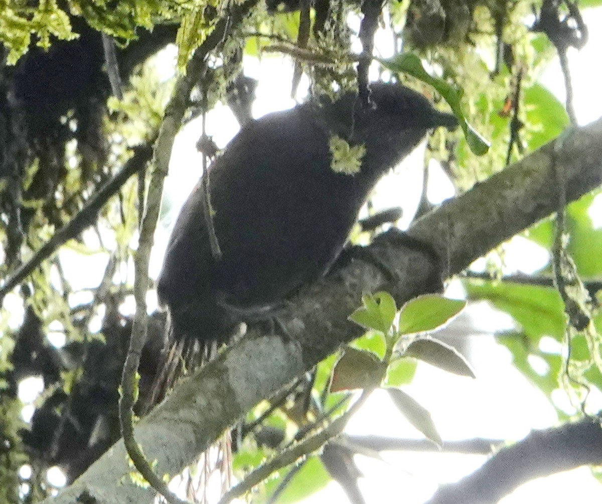 Synallaxe ardoisé - ML652703028