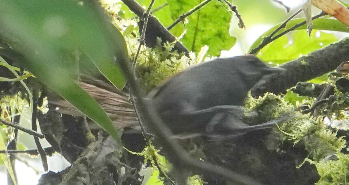 Synallaxe ardoisé - ML652703029