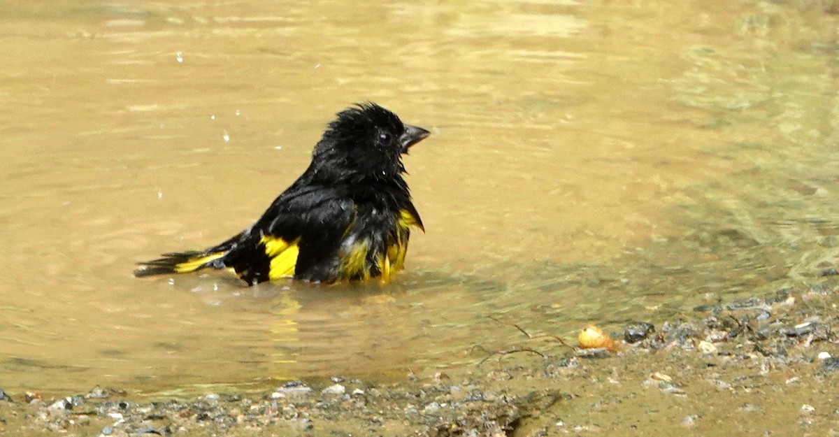 Tarin à ventre jaune - ML652703163