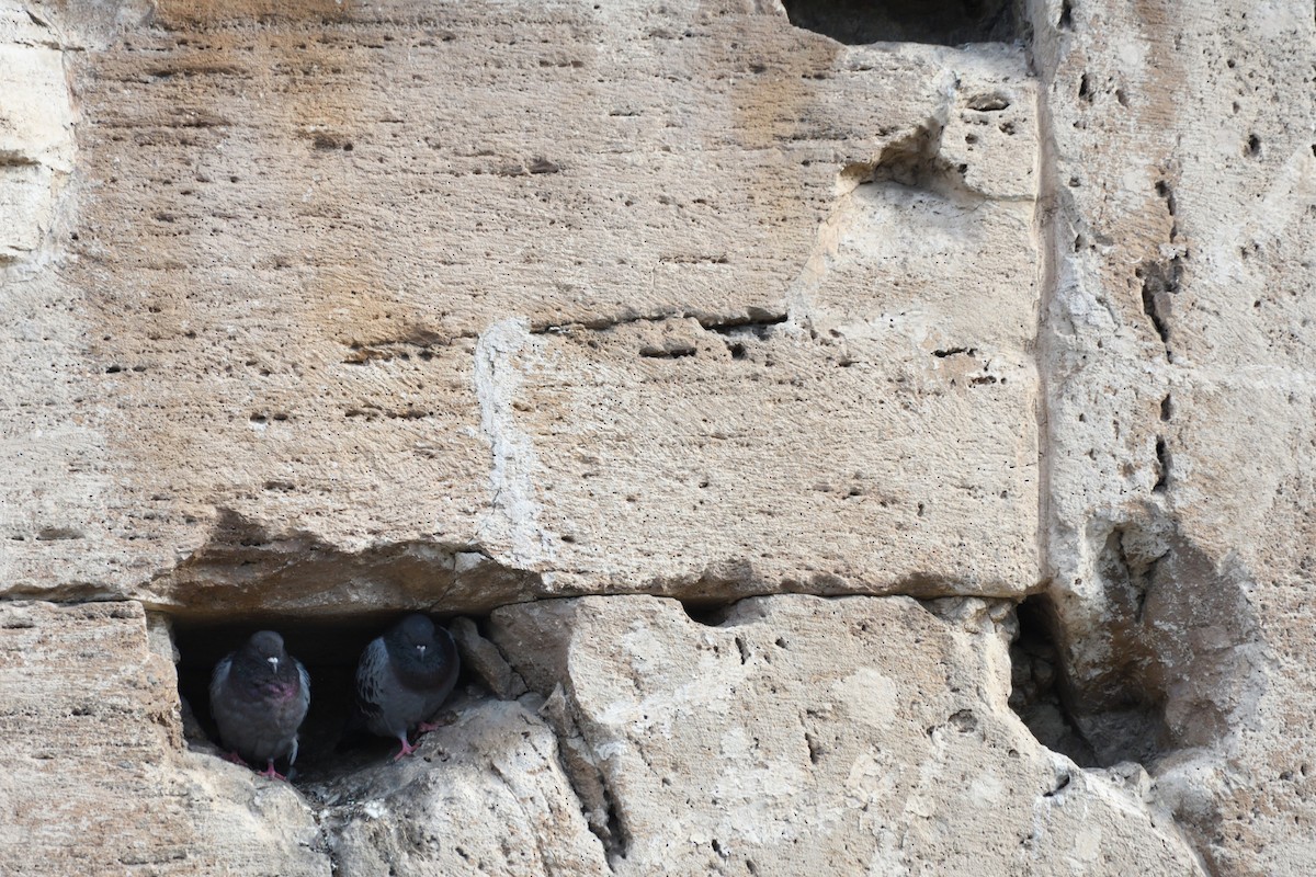 Paloma Bravía (variedad doméstica) - ML652703193