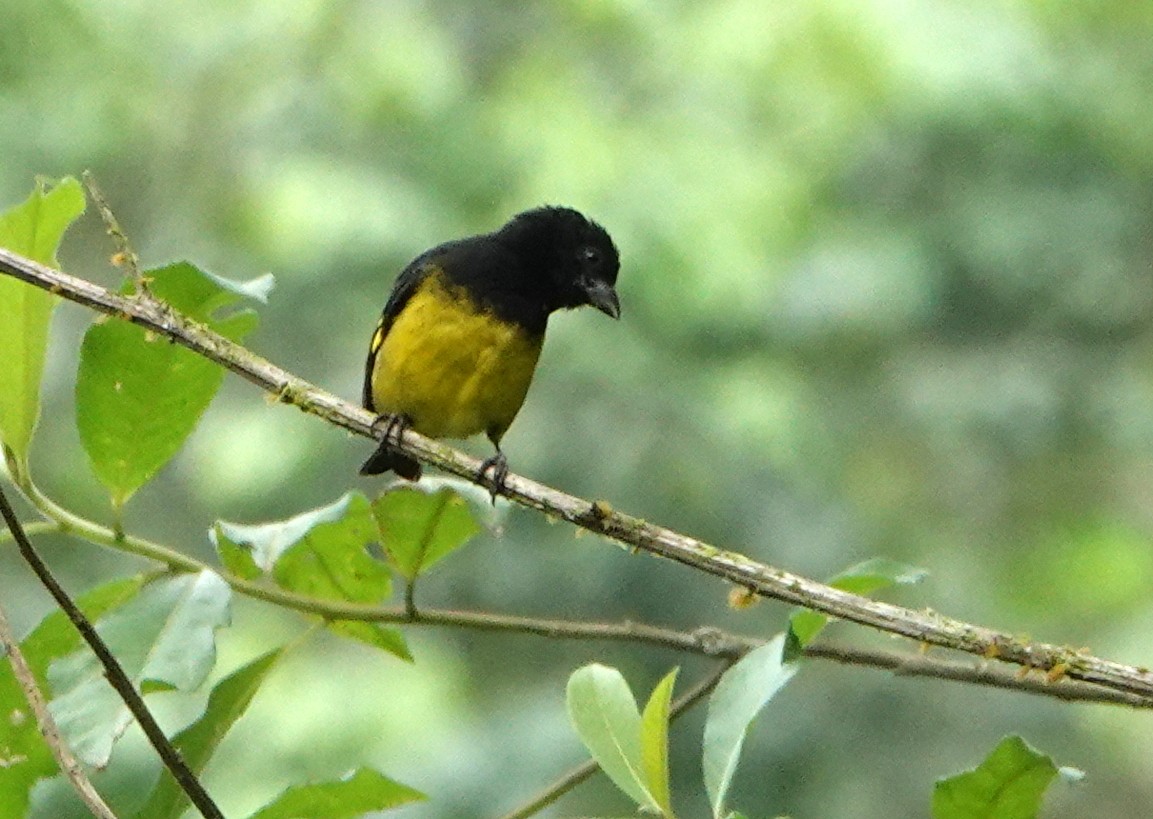 Tarin à ventre jaune - ML652703256