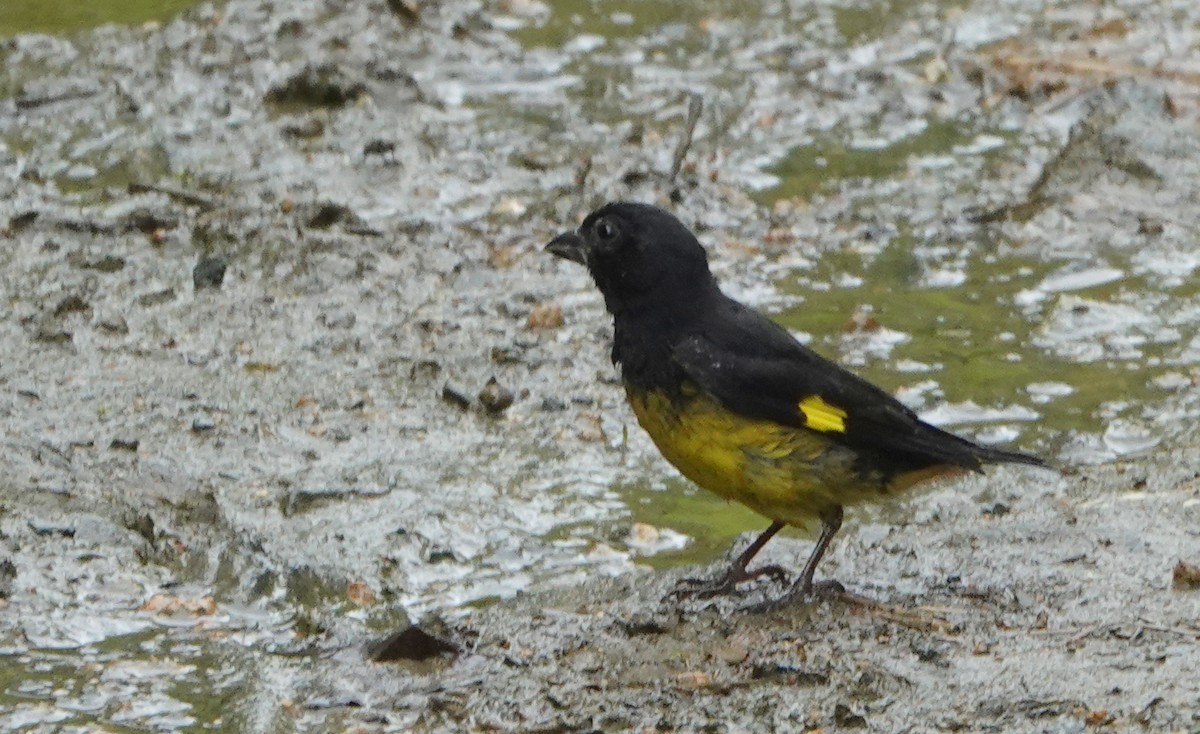 Tarin à ventre jaune - ML652703257