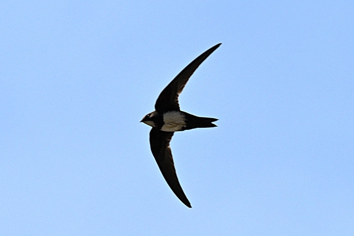 Alpine Swift - ML652703356