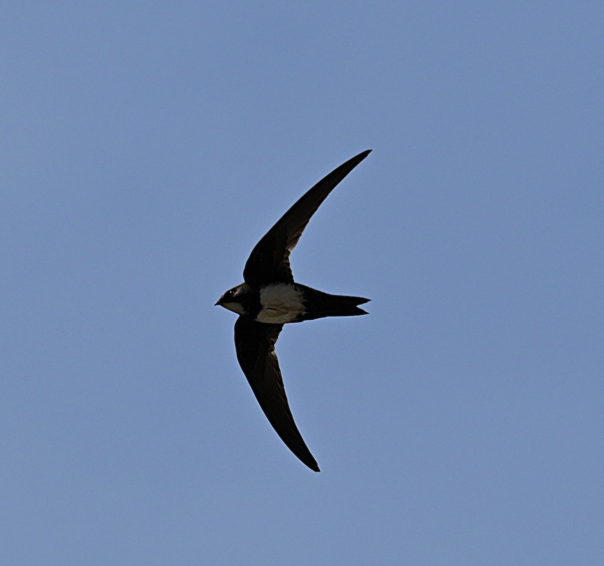 Alpine Swift - ML652703357