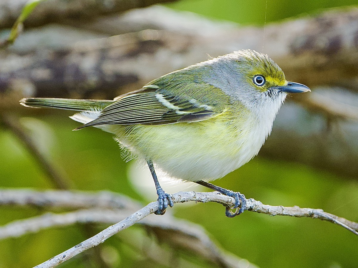 メジロモズモドキ - ML652703970