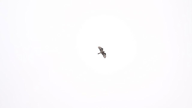 European Honey-buzzard - ML652703975