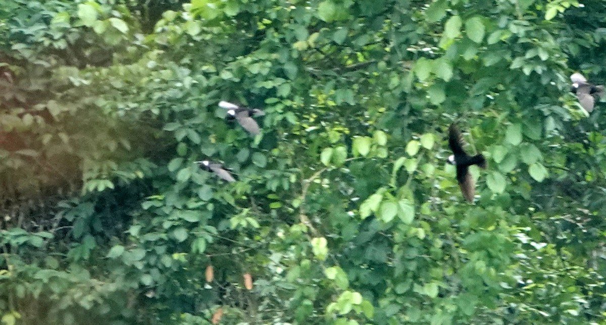 Martinet à collier blanc - ML652704003