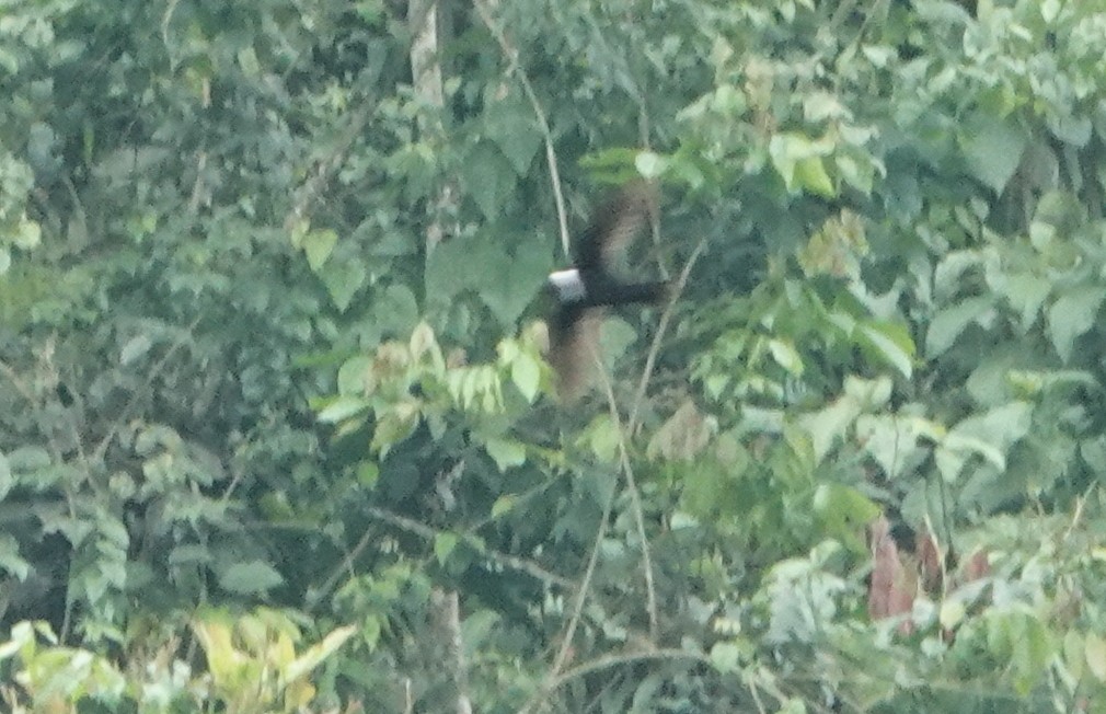 Martinet à collier blanc - ML652704004