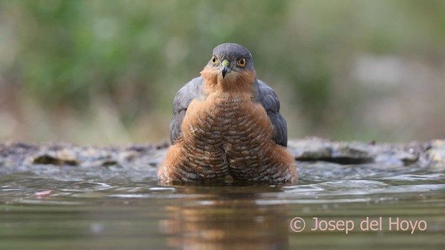 北雀鷹 - ML652704074