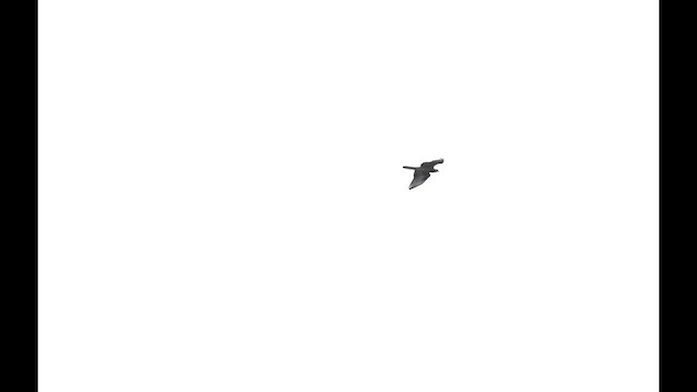 European Honey-buzzard - ML652704091