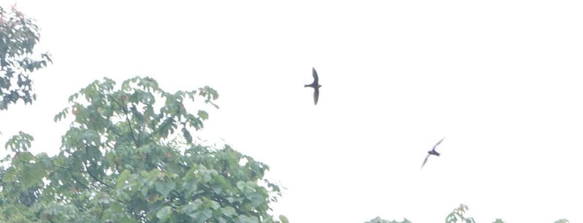 Martinet à collier blanc - ML652704135
