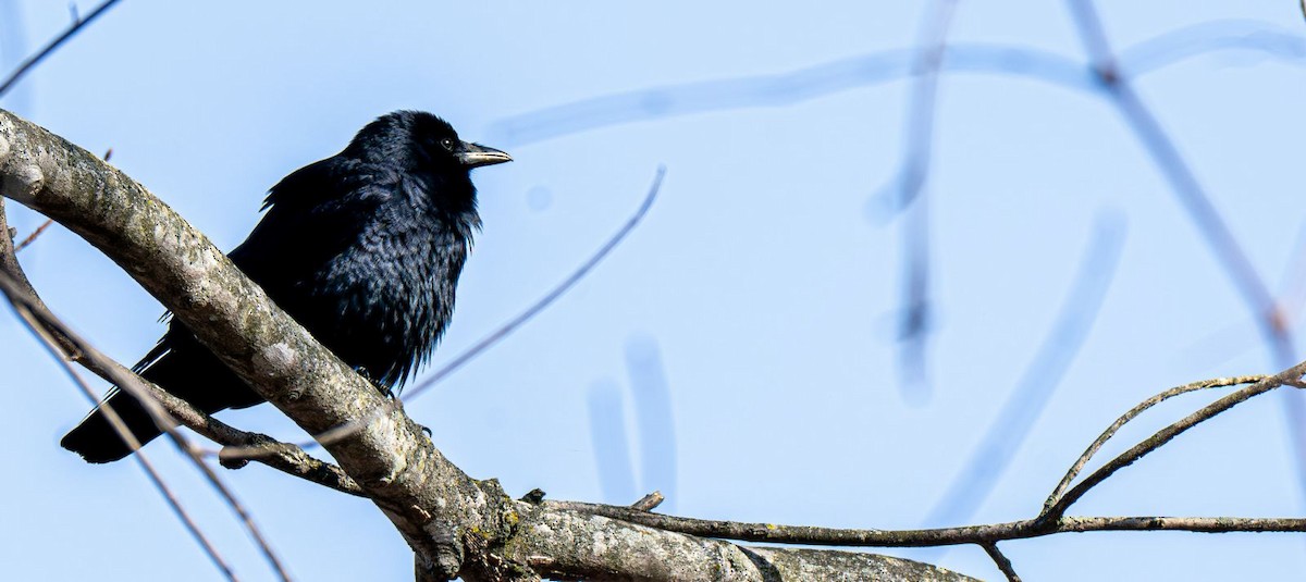 Fish Crow - ML652704376