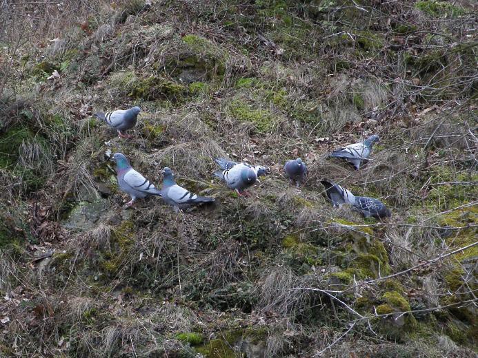 Paloma Bravía (variedad doméstica) - ML652704473