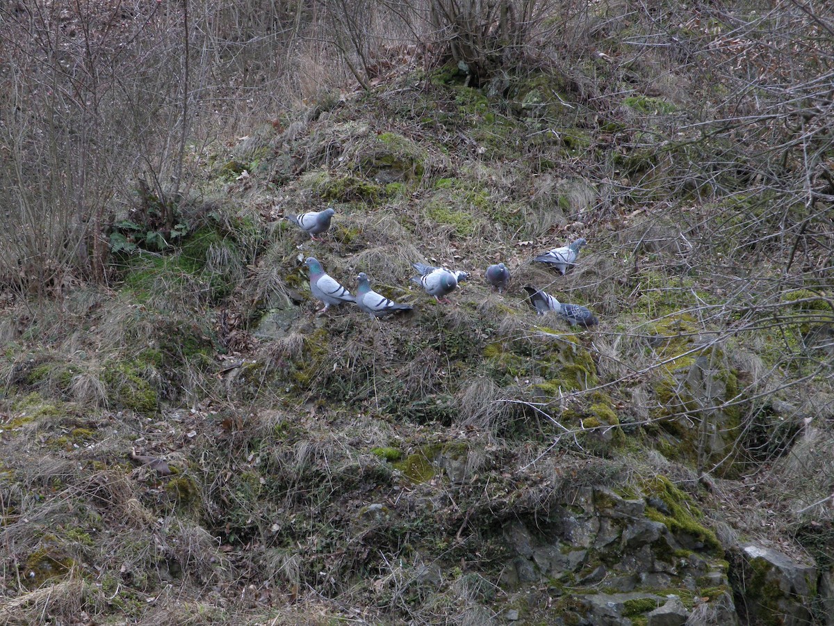 Paloma Bravía (variedad doméstica) - ML652704480