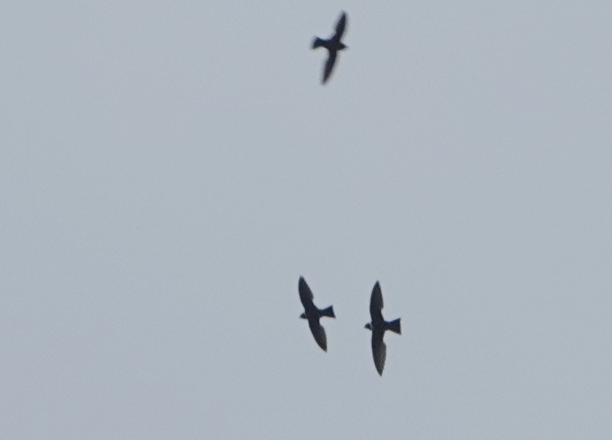 Martinet à collier blanc - ML652704576