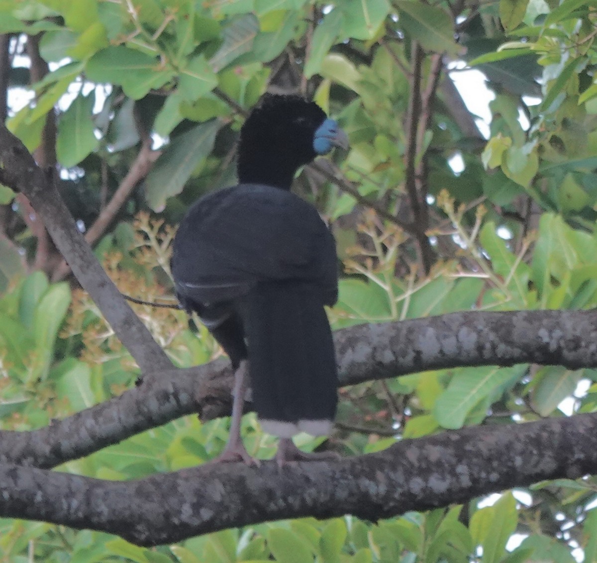 Blue-billed Curassow - ML652704751