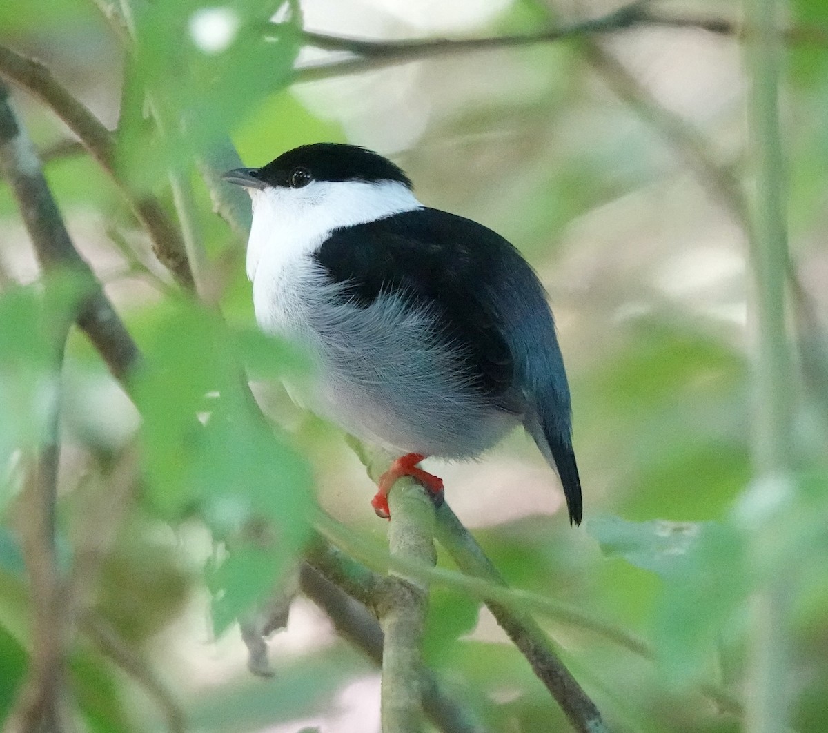 シロクロマイコドリ - ML652704789