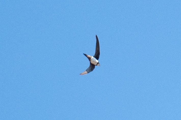 Alpine Swift - ML652704837