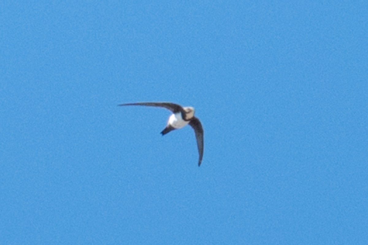 Alpine Swift - ML652704840