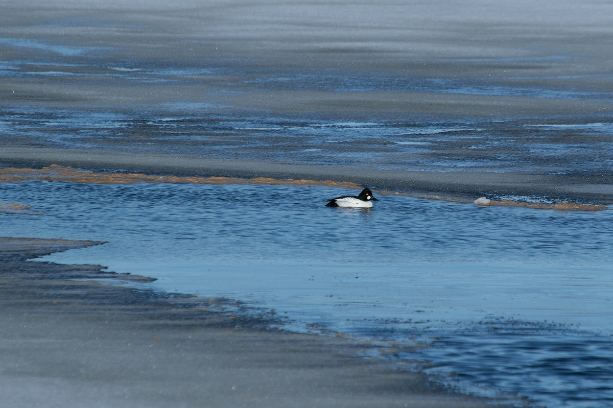 Quattrocchi - ML652704868