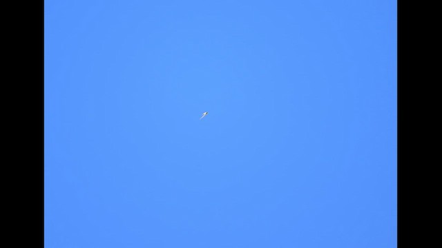 Alpine Swift - ML652704959