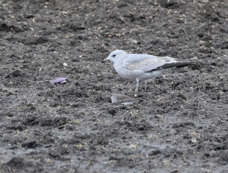 Txirri arrunta - ML652705239