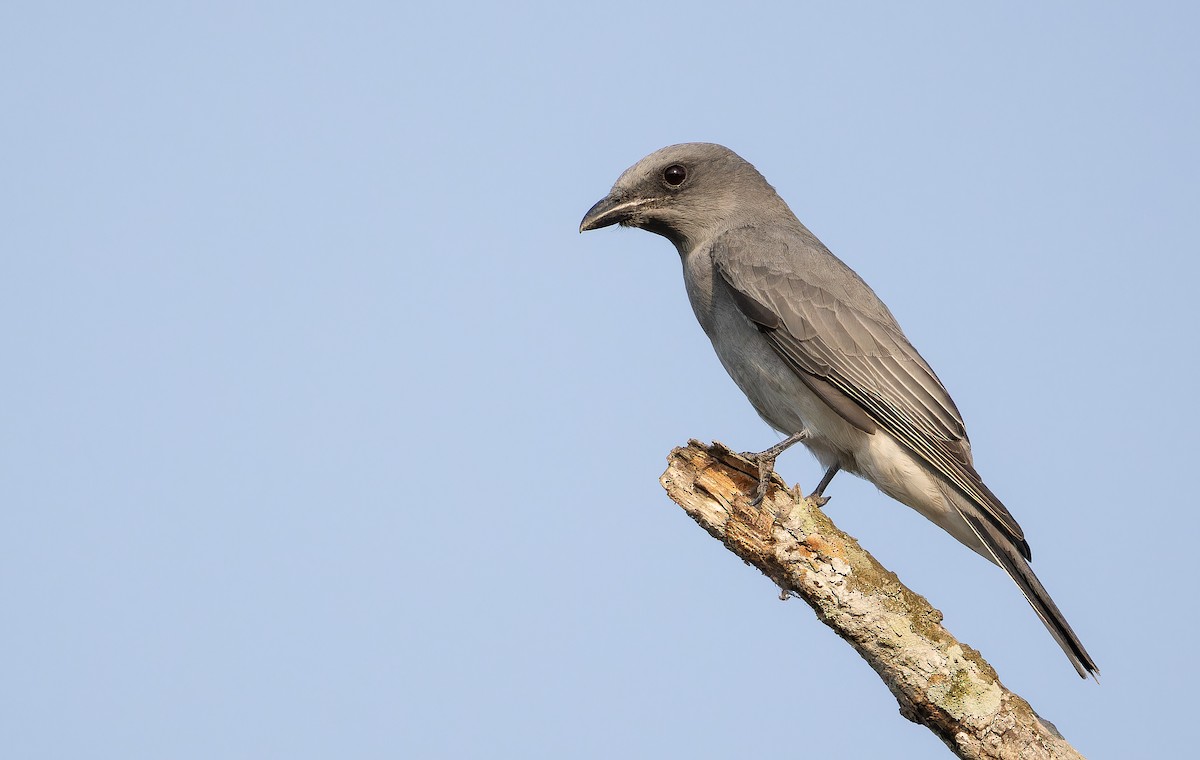 Oriental Cuckooshrike - ML652705306