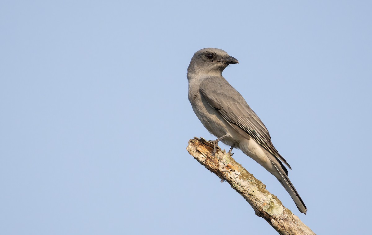 Oriental Cuckooshrike - ML652705311