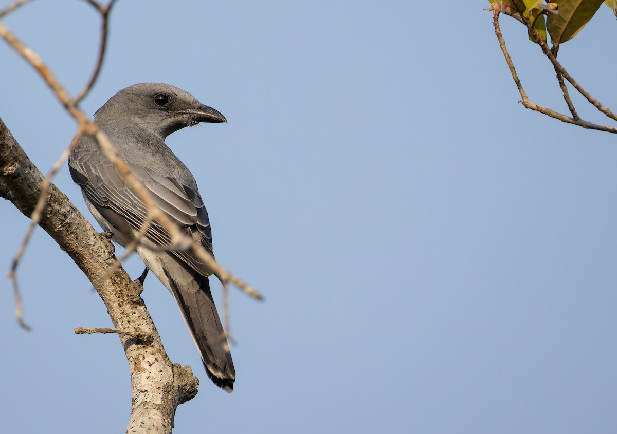 Oriental Cuckooshrike - ML652705318
